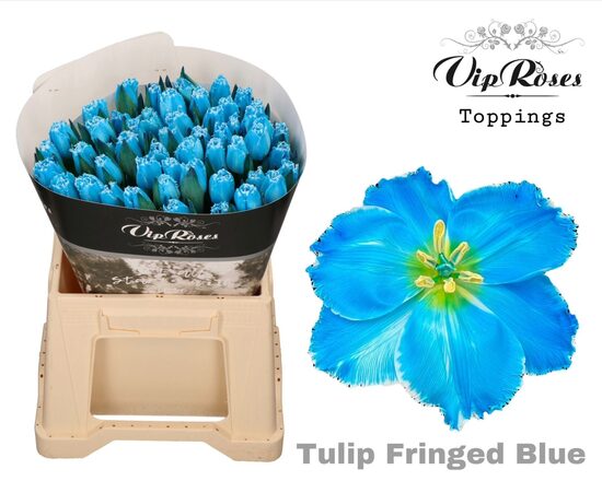 Tu Fr Fringed Light Blue