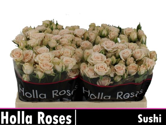 R TR SUSHI 50 cm, cena par 1 gb