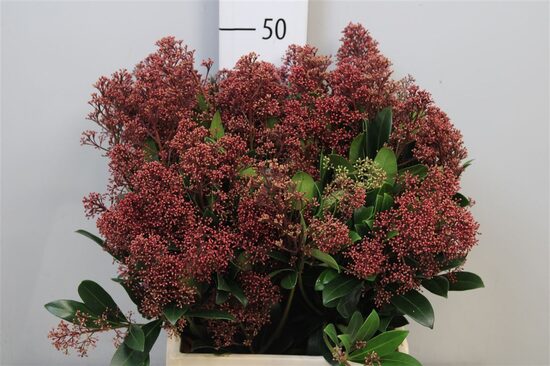 Skimma red, cena par 1gb./bunte