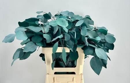 EUCALYP KLB BS H% Euc. Populus Leaf Preserved green