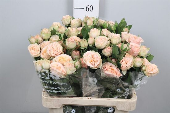 Sākot ar  15.04Gentle 60 cm  ,cena par 1 gb