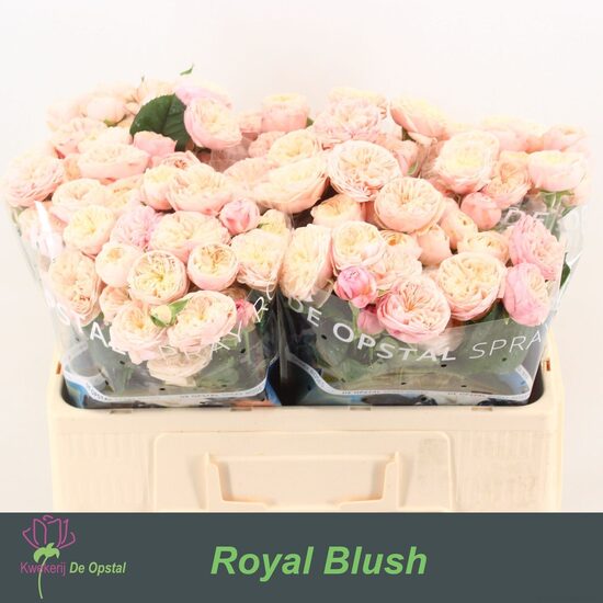 Sākot ar  15.04 Royal blush 40 cm ,cena par 1 gb