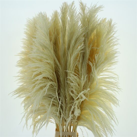  DROOGBL BEWERKT H% 160 cm ba