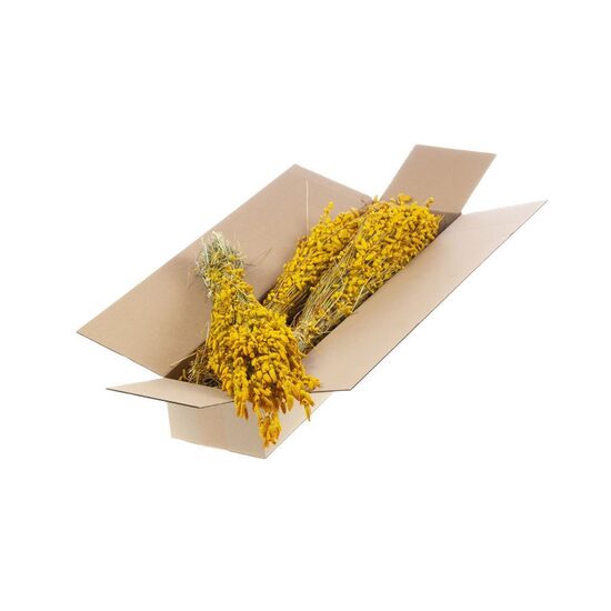 HUIS EN TUINDECO H% Briza Maxima Sb Yellow/1 gb. bunte