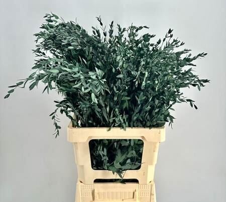 EUCALYP KLB BS H% Euc. Parvifolia Preserved green