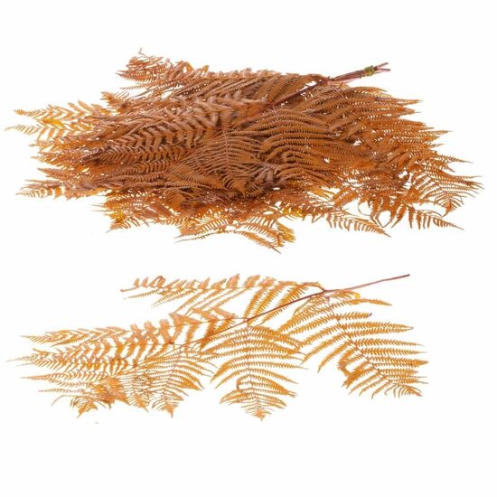 Bracken fern preserved 10pc yellow Bracken fern preserved 10pc yellow