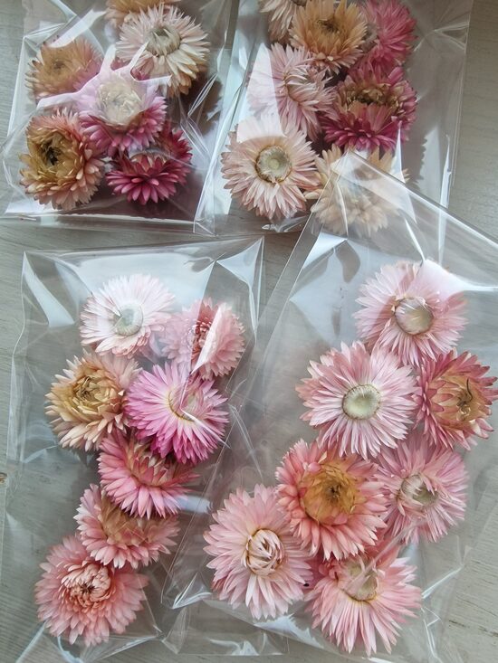 Helichrysum, cena par 1 gb. paku