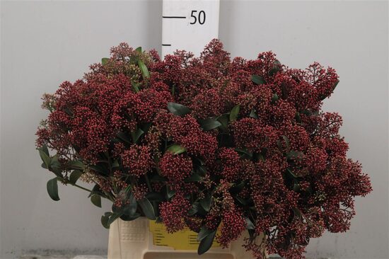 SKIM J RUBELLA BS,cena par 1 b. bunti, bildē ir 5 gb. buntes