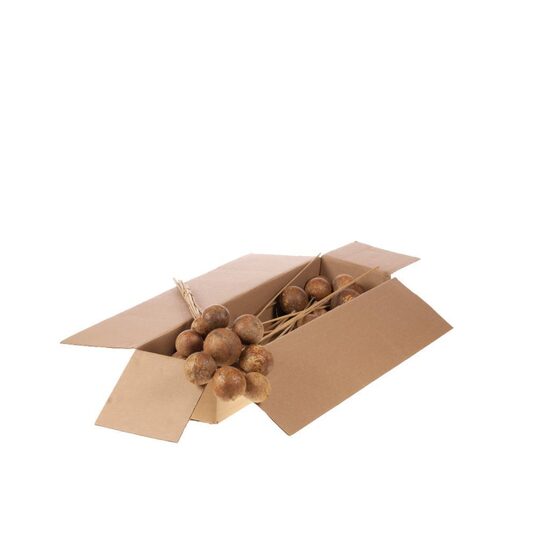 HUIS EN TUINDECO H% Bellani On Stem 10pc Sb Natural/1 gb. bunte