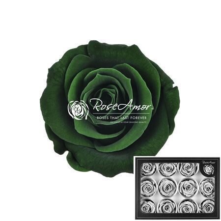 Komplekts 12 gb.  R GR OV KLB H% Pres M Gre02