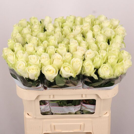 R GR SNOWSTORM+ 70 cm, cena par 1 gb