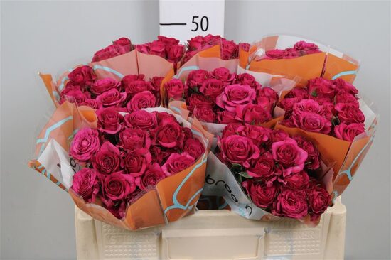 R Tr Cheyenne40 cm ,cena par 1 gb