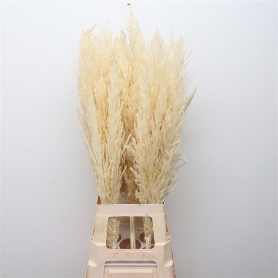 DROOGBL BEWERKT H 100 cm