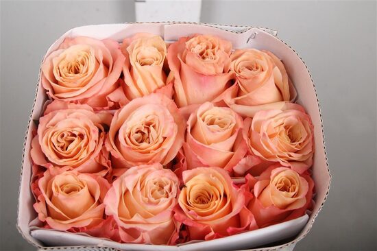 R GR SHIMMER Ekvadora, 60 cm,cena par 1 gb