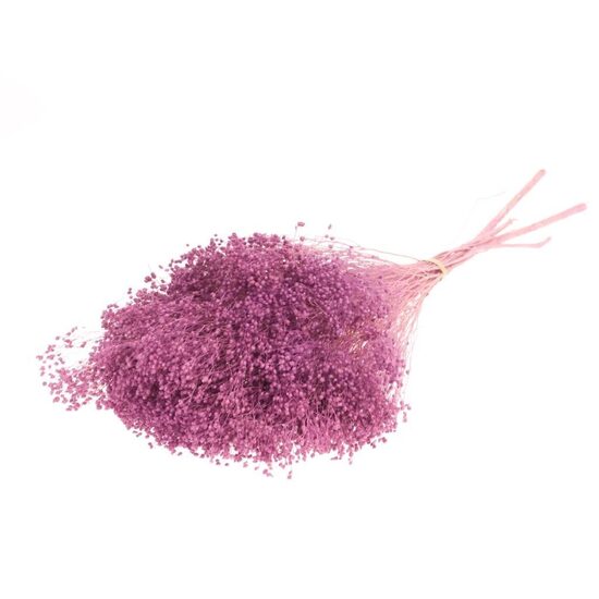 Broom bloom bunch preserved bleached violet