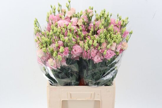 EUS G ALISSA roz,cena par 1 gb