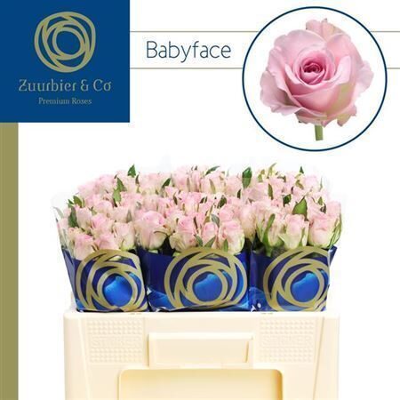 50 cm R GR BABYFACE