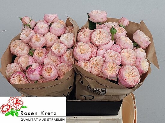 R TR ROYAL BLUSH	, 50 cm, cena par 1 gb.