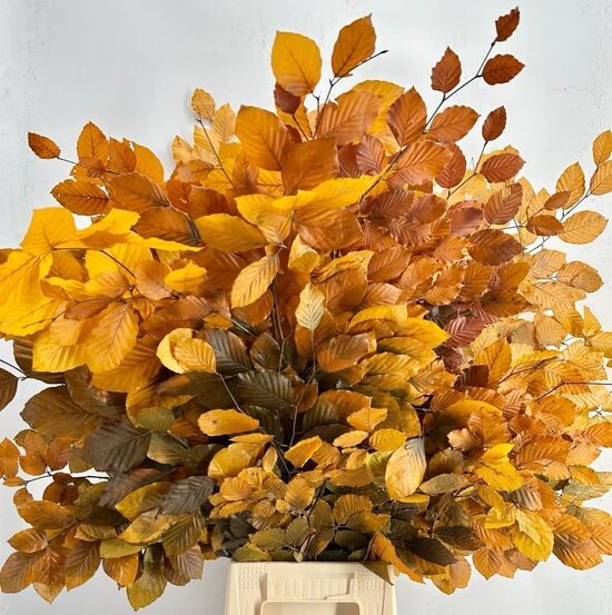 DECORGROEN KLB BS H% Faggio Preserved Yellow (beech,beuk)