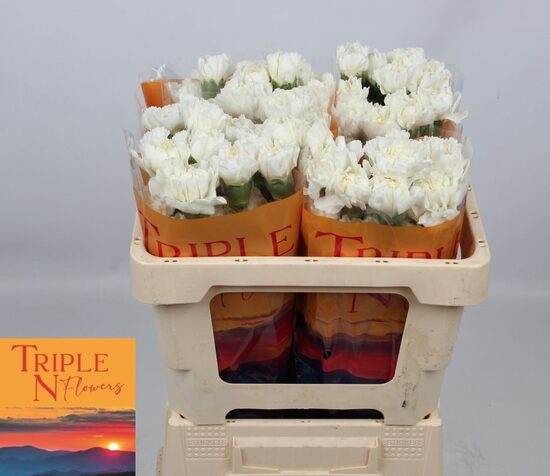 Sākot ar  15.04 Neļķes baltas ,cena par 1 gb