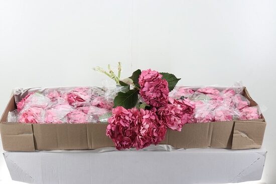 Sākot ar  15.04 Hortenzijas avenu,cena par 1 gb