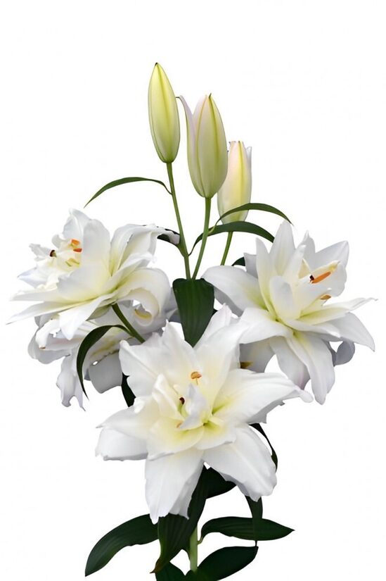 LI oranz DU SNOWBOARD,75 cm,cena par 1 gb.