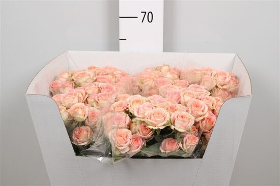 R Tr Azore X5 60 cm, cena par 1 gb