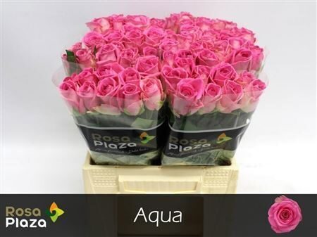 R Gr Aqua! 40 cm, cena par 1 gb