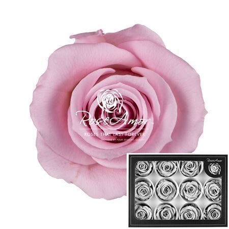 Kompl 12 gb. R GR OV KLB H% Pres M Pin04