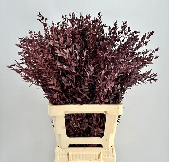 EUCALYP KLB BS H% Euc. Parvifolia Preserved Red
