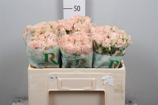 Sākot ar  15.04 Sweet sara, 50 cm cena par 1 gb