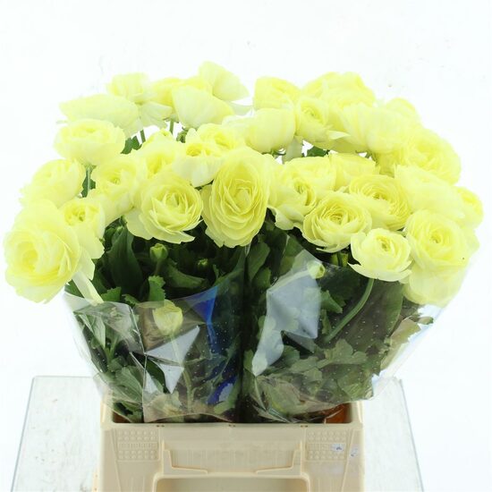 RAN N MODERNA LIMON,cena par 1 gb