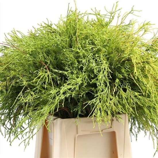 Conif.ch.pis. Filifera Conif.ch.pis. Filife,cena par 1 gb. bunti