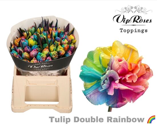 TU DU DOUBLE RAINBOW