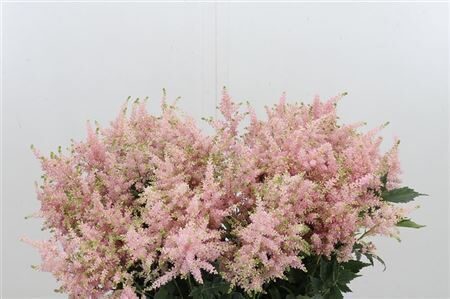 Astil Ja Europa,cena par 1 gb