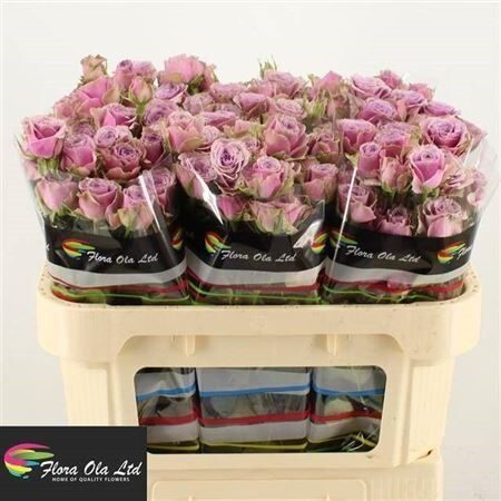 R TR PURPLE SKY 70 cm , cena par 1 gb.