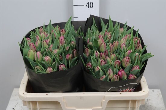 TU DU DOUBLE PRINCES,cena par 1 gb