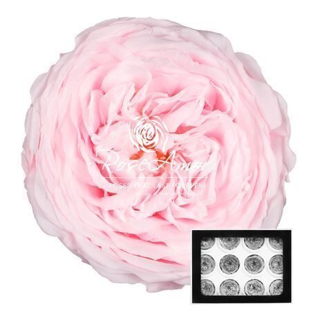 Kompl .12 gb. R GR OV KLB H% Pres Amelia Pin89