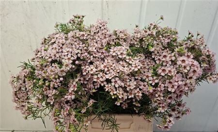 CHAME UN JUPITER SOL,cena par 1 gb zaru , 40 cm