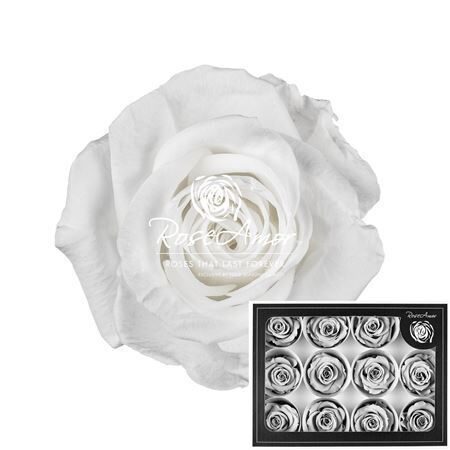 Kompl. 12 gb. R GR OV KLB H% Pres M Whi01