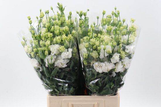 EUS G ALISSA beliy,cena par 1 gb