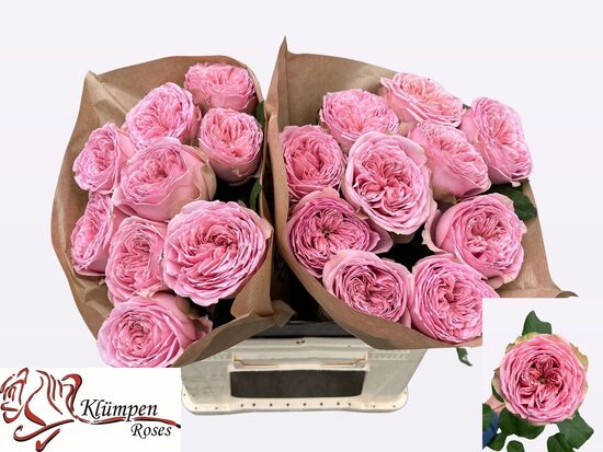 R GR JUST BE! 40 cm ,cena par 1 gb