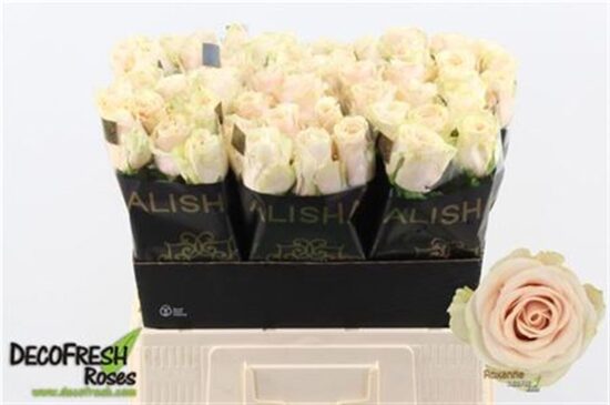 R Gr Roxanne+ 50 cm, cena par 1 gb