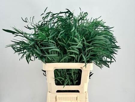 EUCALYP KLB BS H% Euc. Nicholii Preserved green