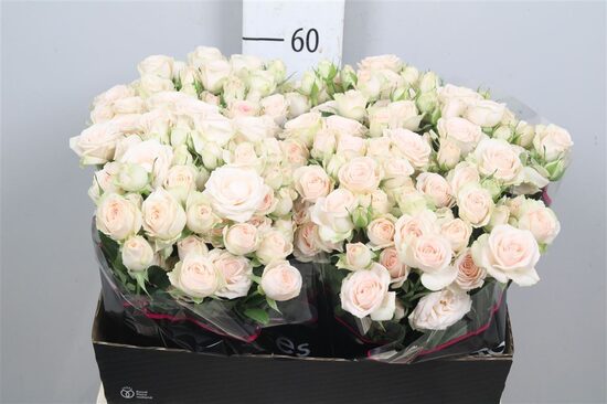 Sākot ar  15.04 Sushi,60 cm,cena par 1 gb