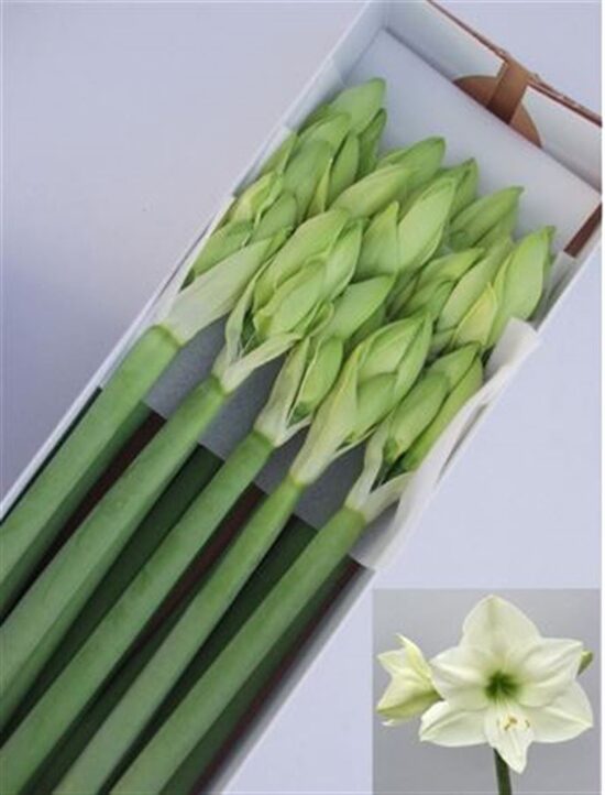 Sākot ar  15.04 Amarillis 75 cm ,cena par 1 gb