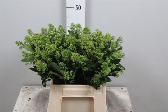 Skimma zaļa, cena par 1 gb./bunte 