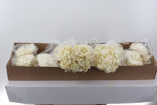 1 gb. HYDR OV Hydr Preserved beliy Jumbo