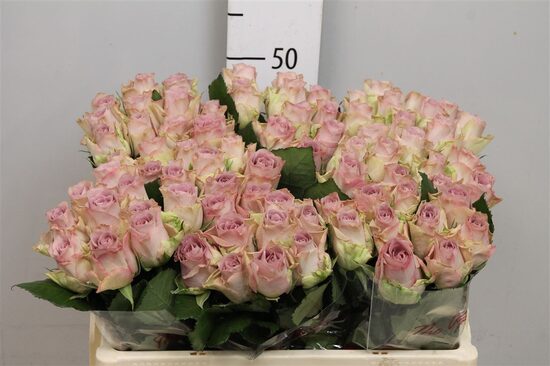 R GR MEMORY LANE! 50 cm,cena par 1 gb