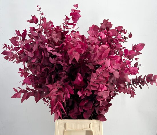 EUC OV list BS Euc. Stuart Preserved Ce violet